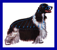 a well breed English Springer Spaniel dog
